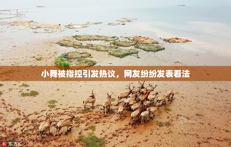 小舞被指控引发热议，网友纷纷发表看法