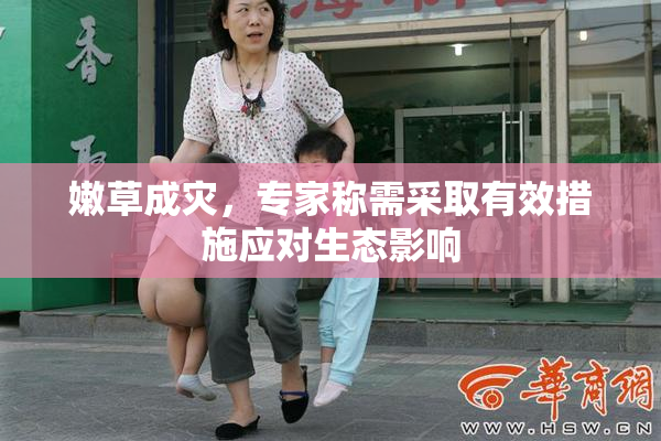 嫩草成灾，专家称需采取有效措施应对生态影响