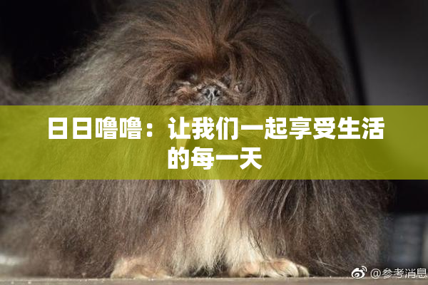 日日噜噜：让我们一起享受生活的每一天