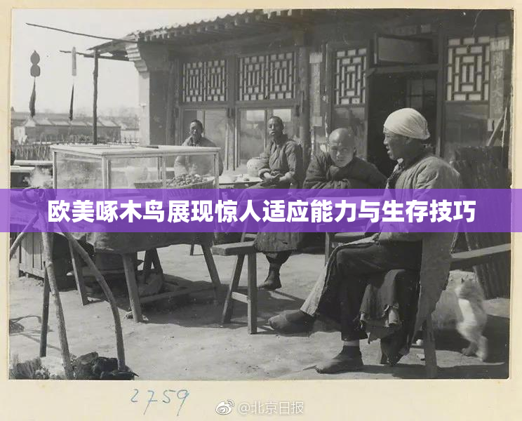 欧美啄木鸟展现惊人适应能力与生存技巧