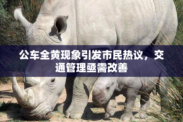 公车全黄现象引发市民热议，交通管理亟需改善