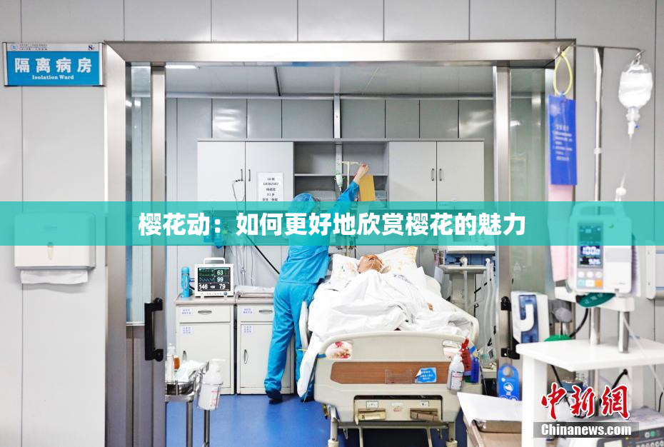 樱花动：如何更好地欣赏樱花的魅力