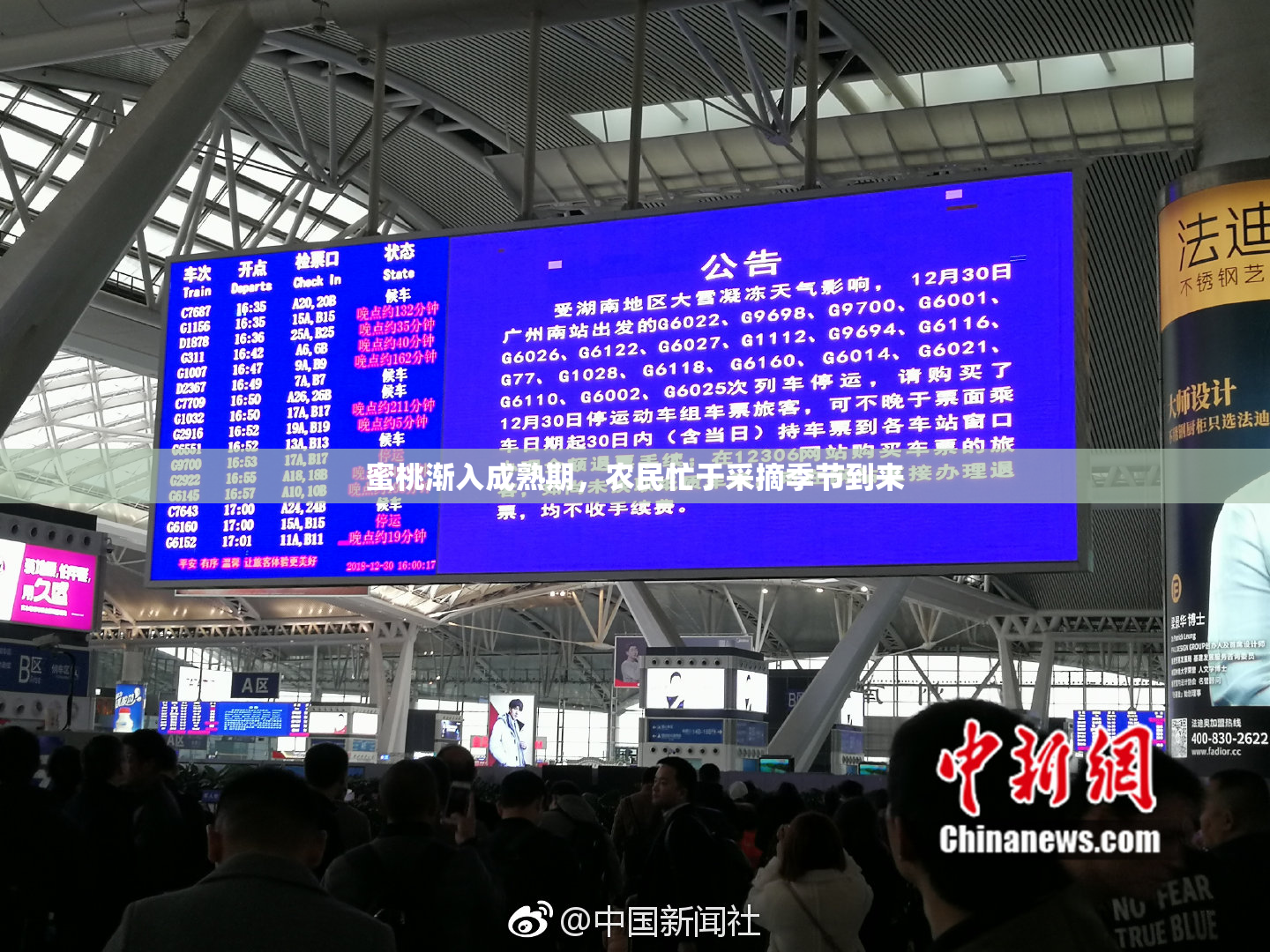 蜜桃渐入成熟期，农民忙于采摘季节到来