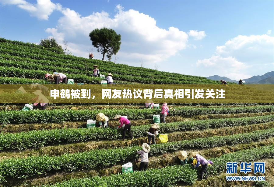 申鹤被到，网友热议背后真相引发关注