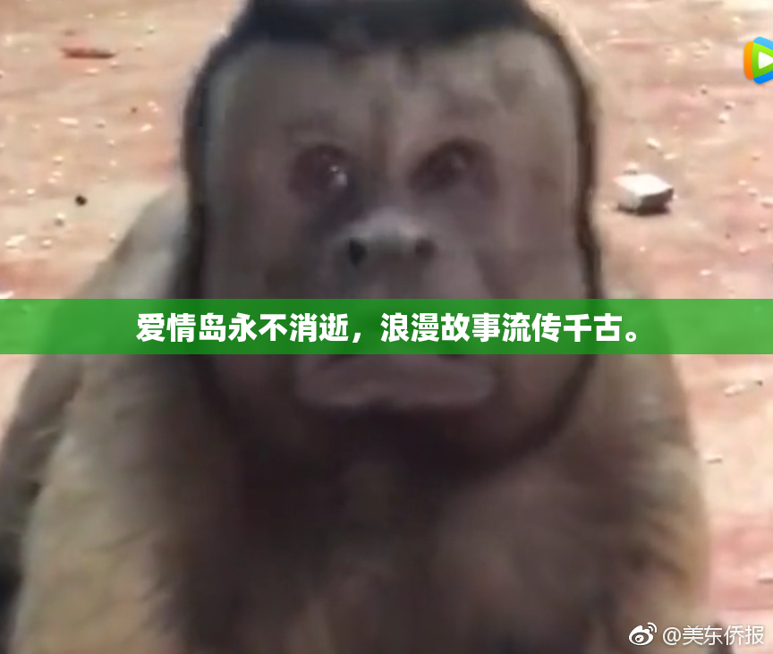 爱情岛永不消逝，浪漫故事流传千古。