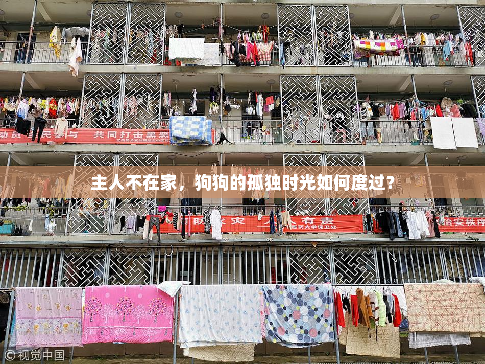 主人不在家，狗狗的孤独时光如何度过？