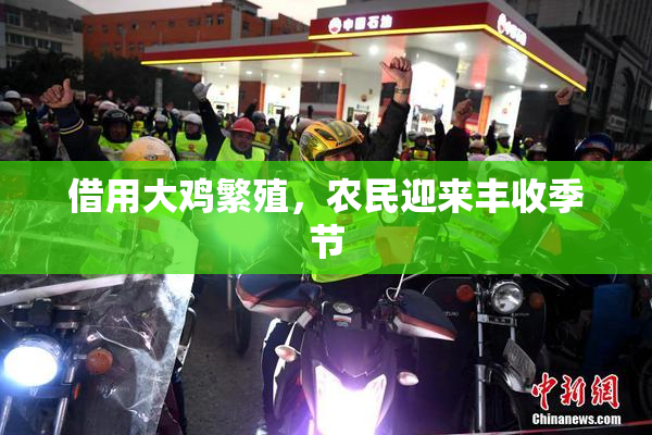 借用大鸡繁殖，农民迎来丰收季节
