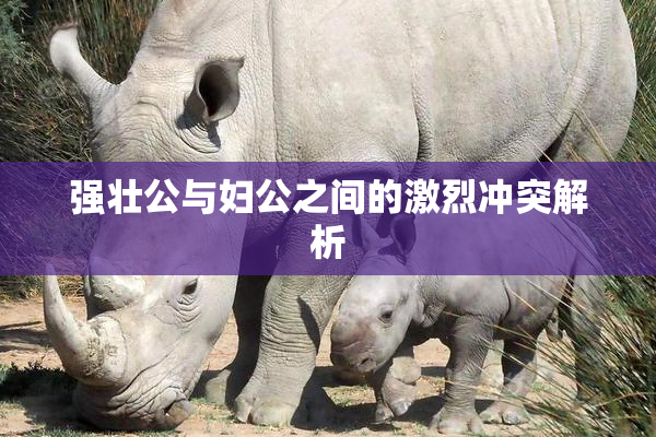 强壮公与妇公之间的激烈冲突解析