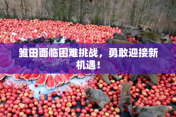 雏田面临困难挑战，勇敢迎接新机遇！