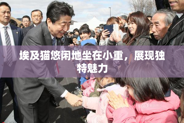 埃及猫悠闲地坐在小重，展现独特魅力