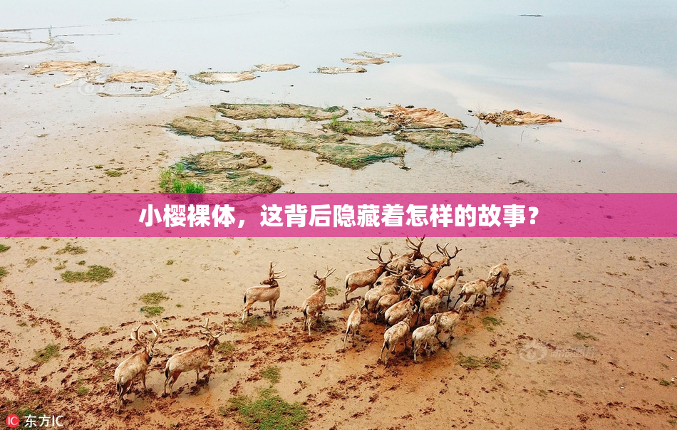 小樱裸体，这背后隐藏着怎样的故事？