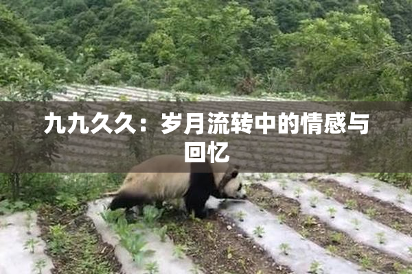 九九久久：岁月流转中的情感与回忆