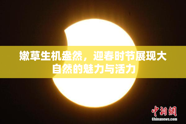 嫩草生机盎然，迎春时节展现大自然的魅力与活力