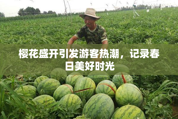 樱花盛开引发游客热潮，记录春日美好时光