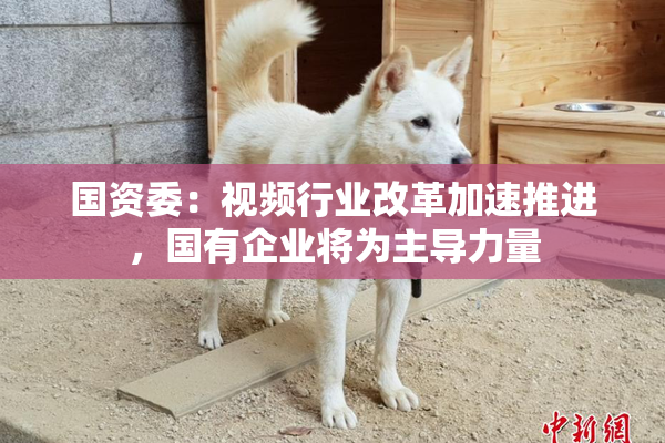 国资委：视频行业改革加速推进，国有企业将为主导力量