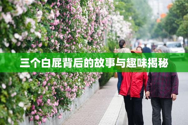 三个白屁背后的故事与趣味揭秘