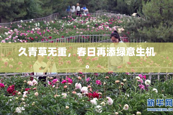 久青草无重，春日再添绿意生机。