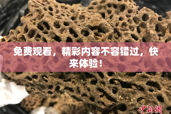 免费观看，精彩内容不容错过，快来体验！