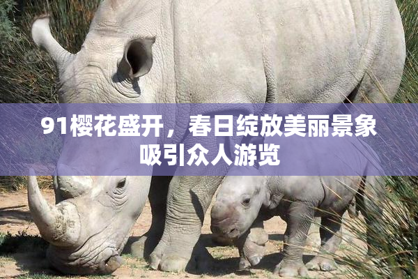 91樱花盛开，春日绽放美丽景象吸引众人游览