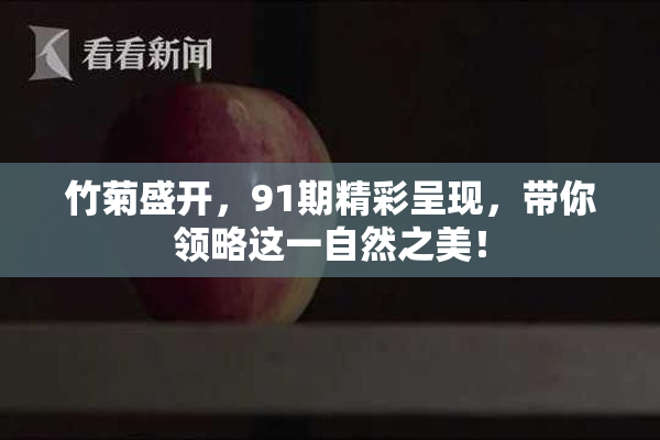 竹菊盛开，91期精彩呈现，带你领略这一自然之美！