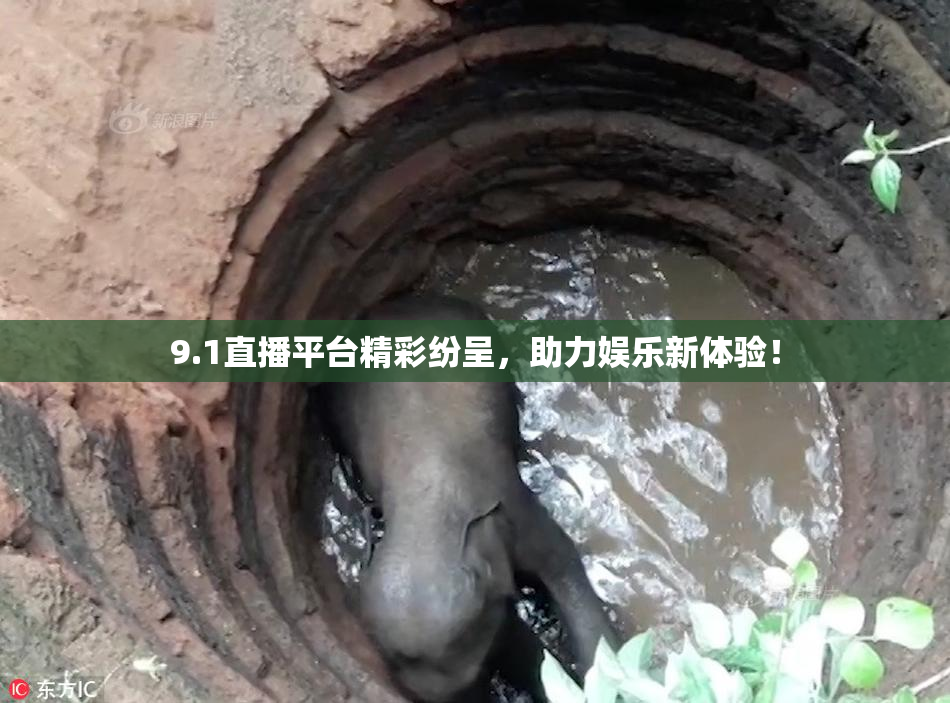9.1直播平台精彩纷呈，助力娱乐新体验！