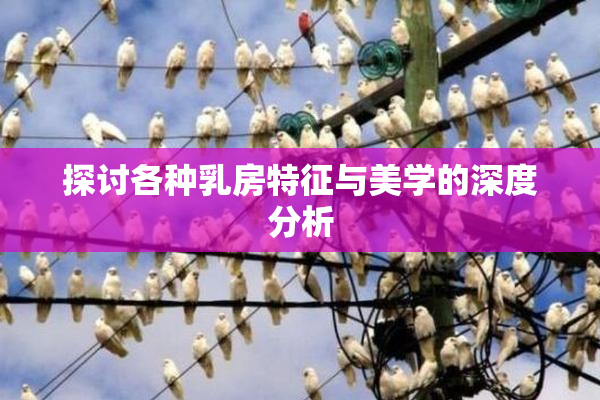 探讨各种乳房特征与美学的深度分析