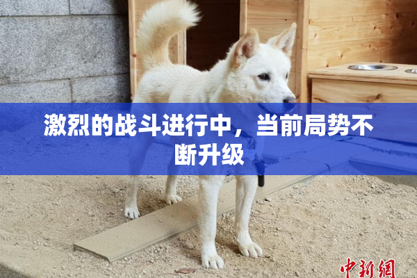 激烈的战斗进行中，当前局势不断升级