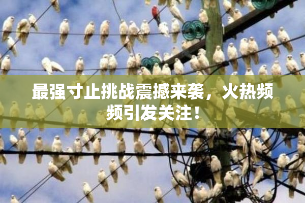 最强寸止挑战震撼来袭，火热频频引发关注！