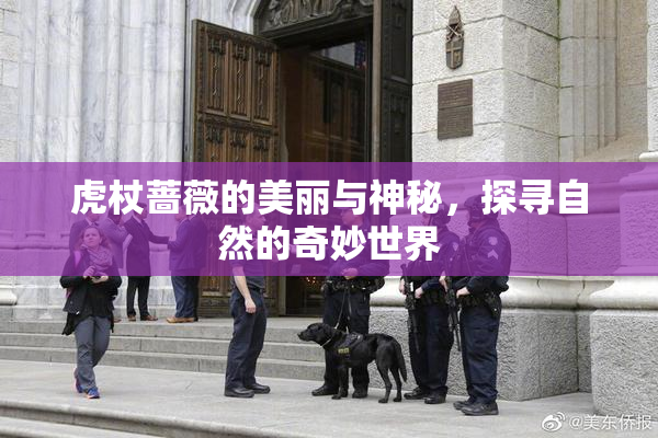 虎杖蔷薇的美丽与神秘，探寻自然的奇妙世界