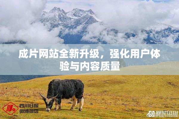 成片网站全新升级，强化用户体验与内容质量