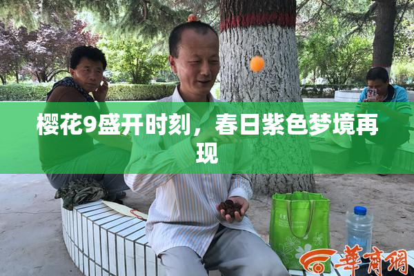 樱花9盛开时刻，春日紫色梦境再现