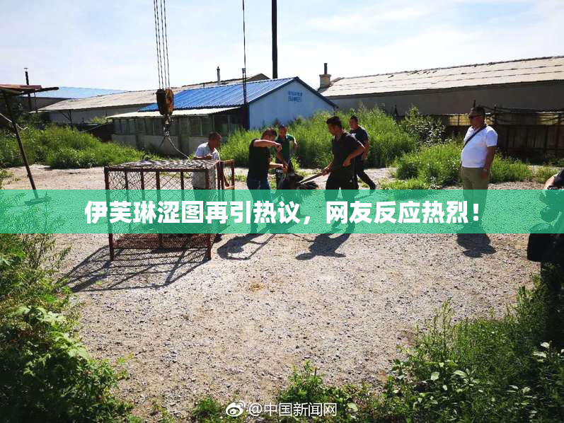 伊芙琳涩图再引热议，网友反应热烈！