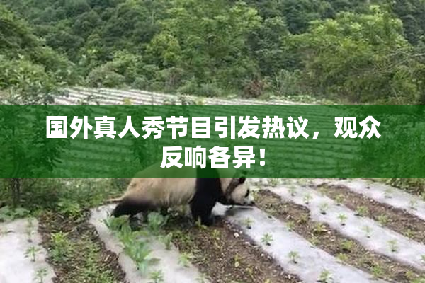 国外真人秀节目引发热议，观众反响各异！