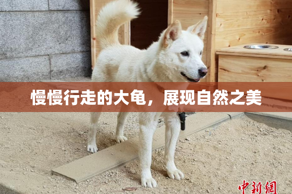 慢慢行走的大龟，展现自然之美
