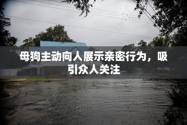 母狗主动向人展示亲密行为，吸引众人关注