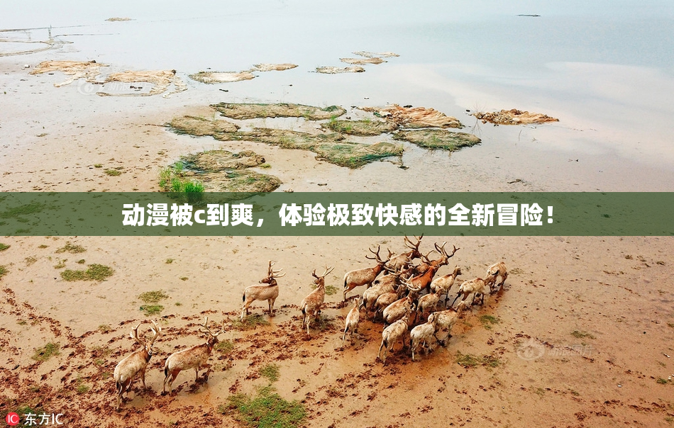 动漫被c到爽，体验极致快感的全新冒险！