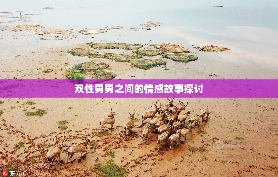 双性男男之间的情感故事探讨