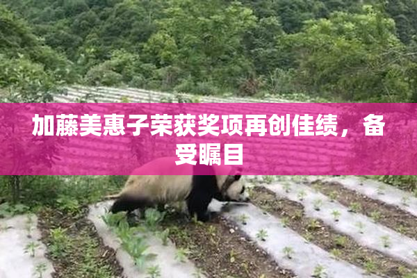 加藤美惠子荣获奖项再创佳绩，备受瞩目