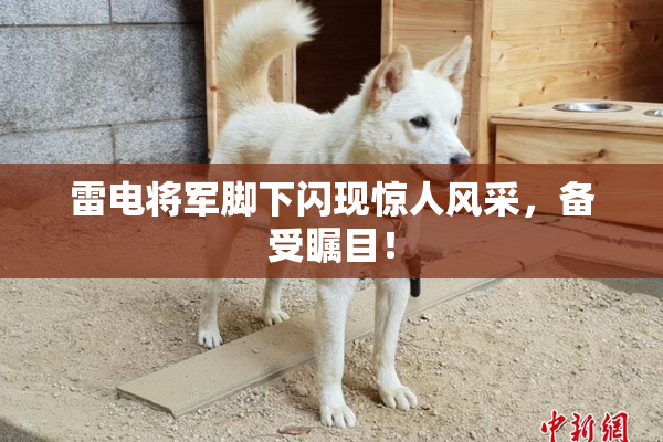 雷电将军脚下闪现惊人风采，备受瞩目！