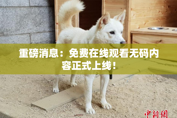 重磅消息：免费在线观看无码内容正式上线！