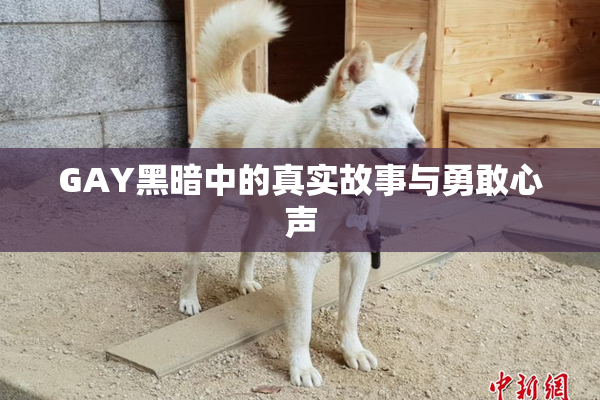 GAY黑暗中的真实故事与勇敢心声