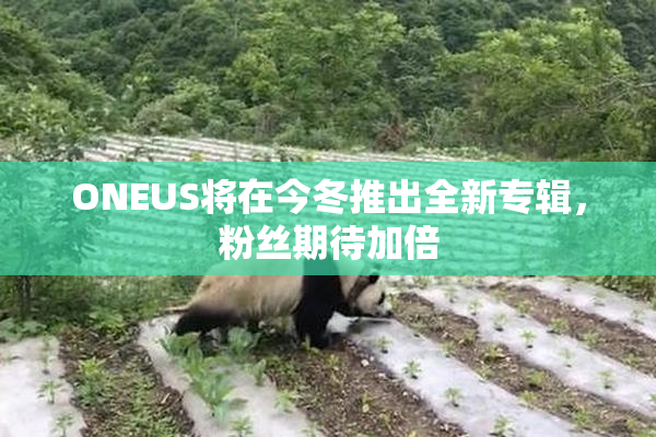 ONEUS将在今冬推出全新专辑，粉丝期待加倍