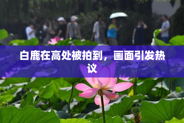 白鹿在高处被拍到，画面引发热议
