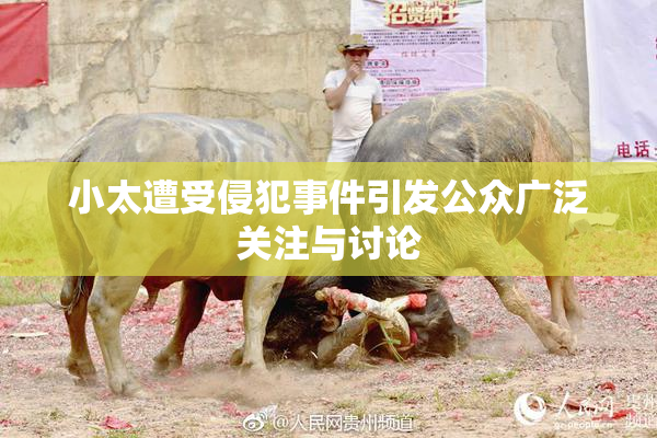 小太遭受侵犯事件引发公众广泛关注与讨论