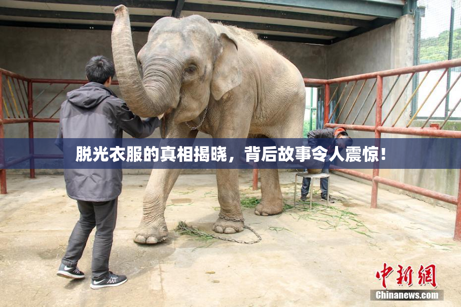脱光衣服的真相揭晓，背后故事令人震惊！