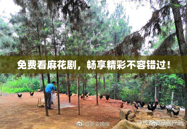 免费看麻花剧，畅享精彩不容错过！