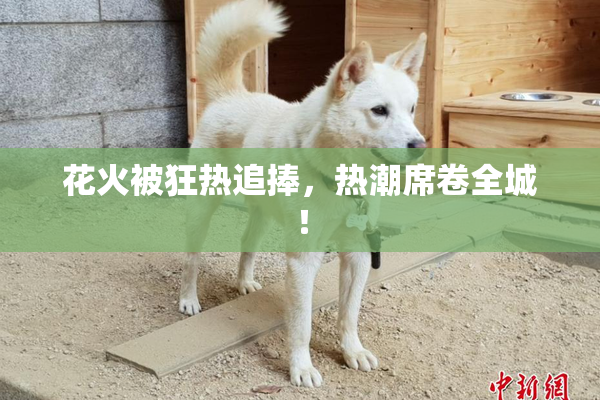 花火被狂热追捧，热潮席卷全城！