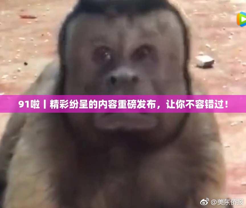 91啦丨精彩纷呈的内容重磅发布，让你不容错过！