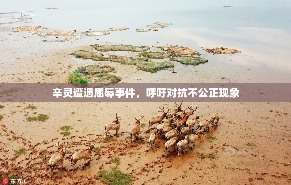 辛灵遭遇屈辱事件，呼吁对抗不公正现象