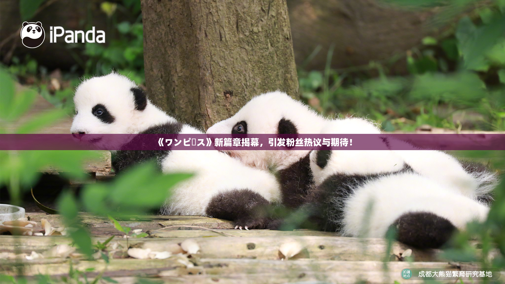 《ワンピース》新篇章揭幕，引发粉丝热议与期待！